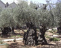 Gethsemane: An Oil Press