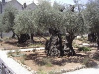 Gethsemane: An Oil Press