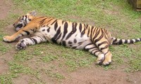 Tigers, Tattoos And Engravings