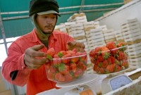 Helping The Thai Community In Israel