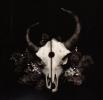 Product Image: Demon Hunter - Summer Of Darkness