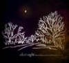 Product Image: Red Mountain Church - Silent Night